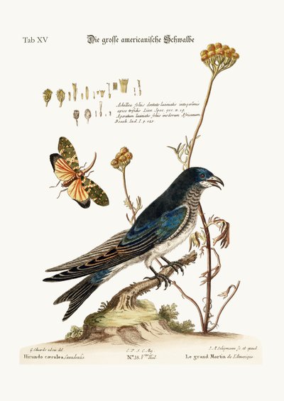 偉大なアメリカのマーティン、1749-73 作： George Edwards